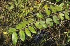 Ficus heterophylla